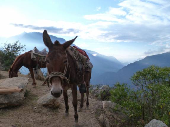 Nossas companheiras mulas ganham um tempo para descansar na volta de Choquequirao, no Peru